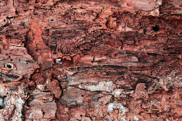 Close-up dtreailed view of the damaged tree bark texture