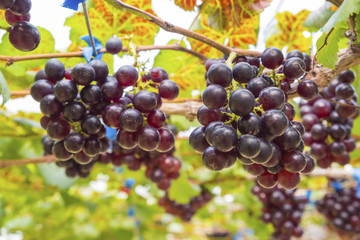 Fresh red grapes vine on plant and summer sun light.