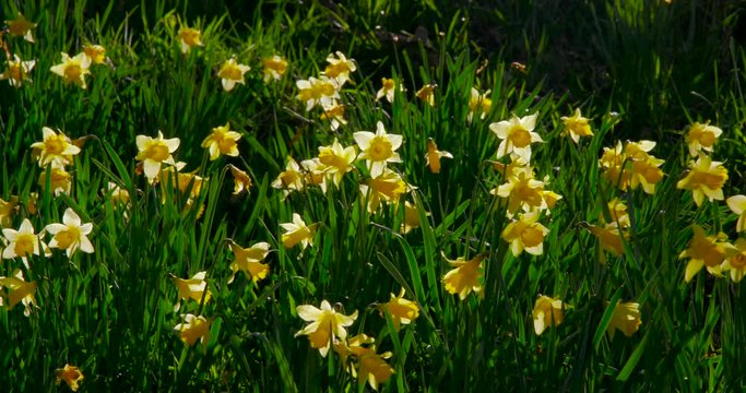 Daffodil'S On Riverbank; Spring Daffodils; Farndale, North Yorkshire