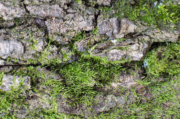 Close-up dtreailed view of the tree integument with green moss texture