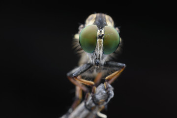 Super macro Robber fly perching on treetop