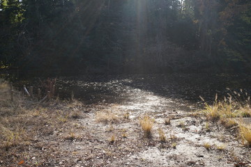 石神井公園の秋　池　日差し　紅葉　水辺