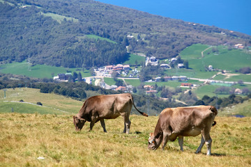 Fototapeta na wymiar Monte Baldo. Italy. cows graze on mountain pastures.
