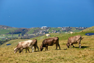 Fototapeta na wymiar Monte Baldo. Italy. cows graze on mountain pastures.