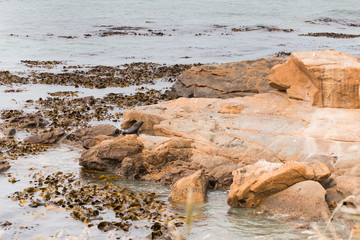 Fur Seal New Zealand on rocks on the beach