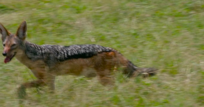 Black-Backed Jackal Running