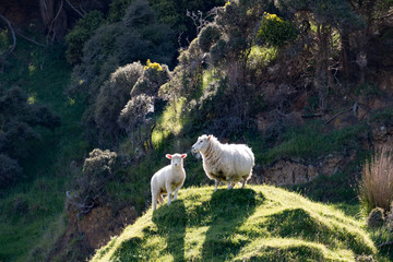 New Zealand sheep standing on a hill at sunshine mother and kid
