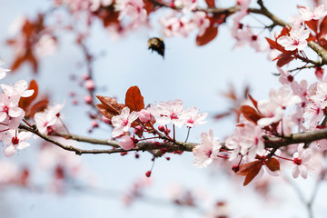 spring tree in the park