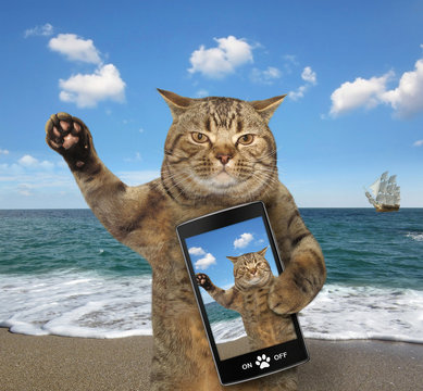 The cat with a smartphone is on a beach.