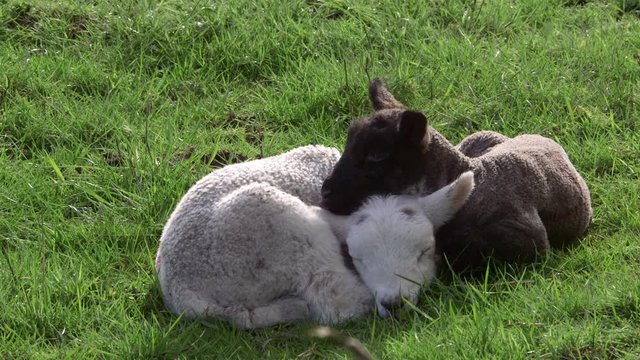 Lambs; Spring Lambs; Hackness, North Yorkshire