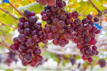 Fresh red grapes vine on plant and summer sun light.