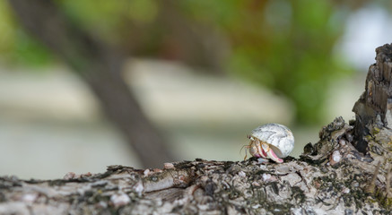 Crab and conch