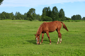 Obraz premium The horse in the grasslands