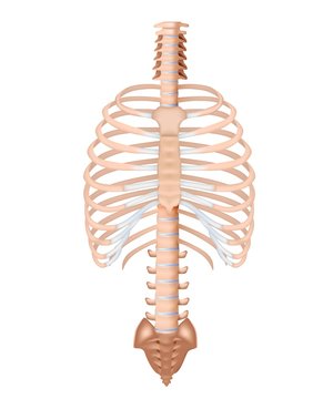 Rib cage with spine anatomy