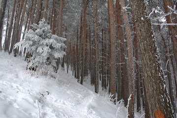 Winter pine tree forest. landscape.
