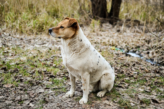 Side view of the beautiful stray dog sitting on the ground in the autumn
