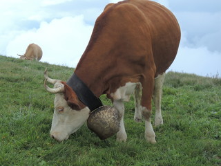 Cows On Pasture