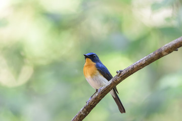 Male Tickell's blue flycatcher perching on tree branch with green bokeh background , Thailand