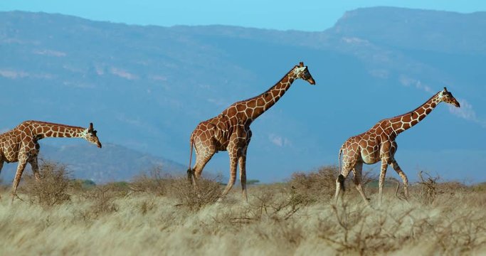 Reticulated Giraffes Walking; Samburu 13 October 16; Samburu, Kenya, Africa