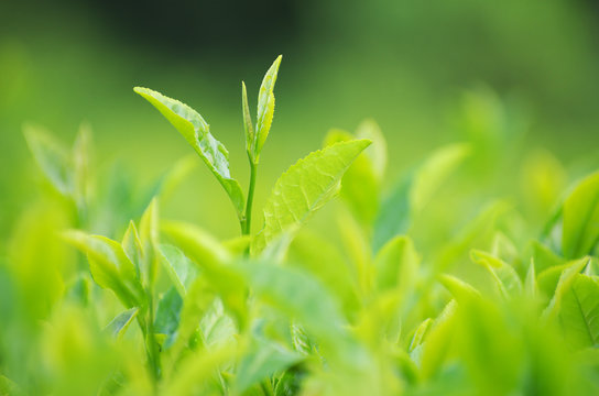 お茶