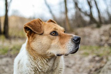 Close-up view of the big beautiful stray dog