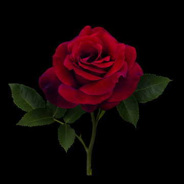 Fototapeta Dark red rose