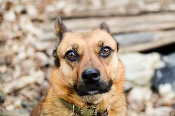 Close-up view of the red stray dog head with beautiful eyes looking into the camera