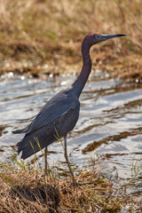 Little Blue Heron