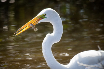 Great Egret Fishing