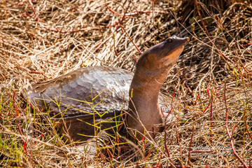 Soft Shell Turtle
