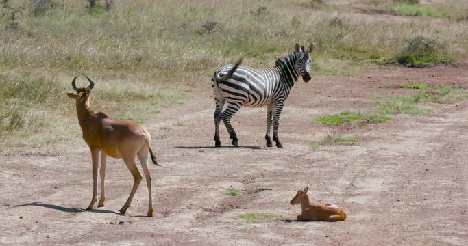Burchell'S Zebra, Hartebeest & Foal On Track; Nairobi National Park; Nairobi, Kenya, Africa