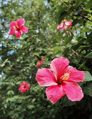 Close Up Pink Chinese Rose (Hibiscus Flower) in Flower Gardening
