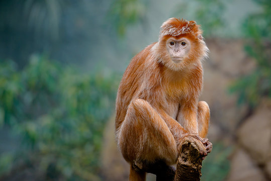 The Silvered Leaf Monkey