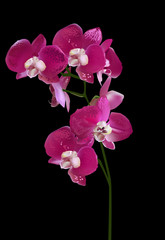 Naklejka na ściany i meble isolated on black dark cherry orchid blooms