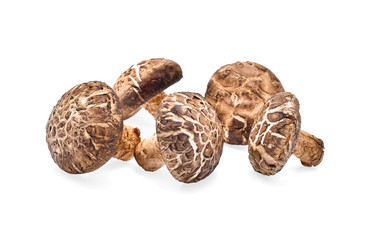 Shiitake mushroom on white background