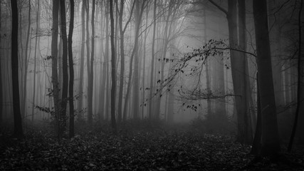 Willkommen im Düsterwald - welcome to the gloomy forest
