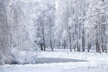 Snow covered forest landscape. Winter park background.