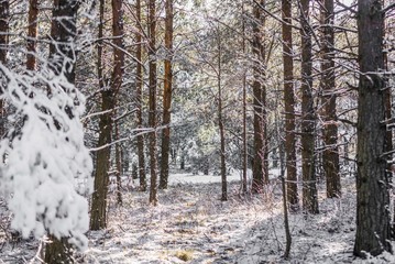 Fototapeta premium snow forest trees