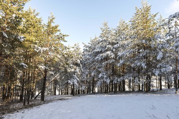 snow forest conifer trees. snow wood trees