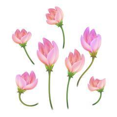 Obraz na płótnie Canvas Vector realistic pink flower, cherry, lotos set