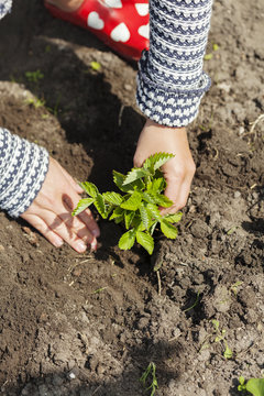 Hands of woman planting sapling in garden