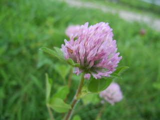 ピンクのシロツメクサ
