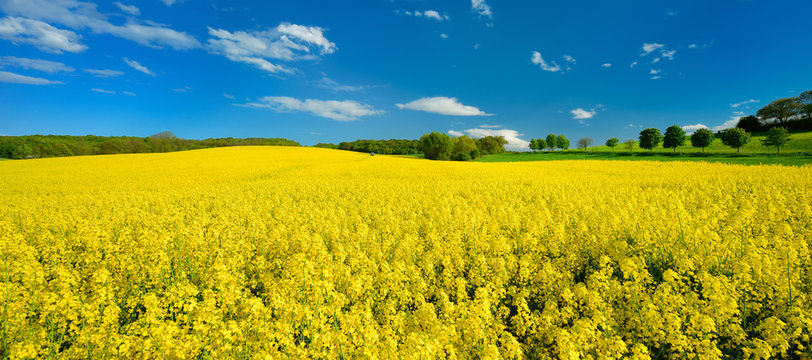 Kulturlandschaft im Fr&uuml;hling, bl&uuml;hendes Rapsfeld, Traktor mit Feldspritze im Hintergrund