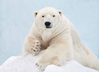 Obraz na płótnie Canvas Белый медведь лежит на снегу.