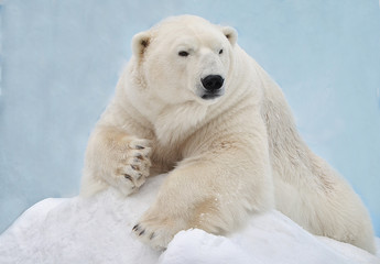 Fototapeta na wymiar Белый медведь лежит на снегу.