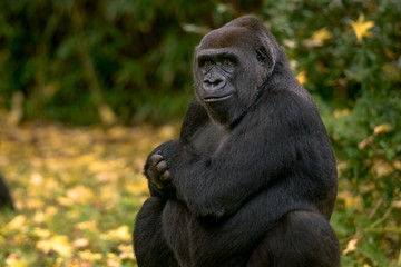 Gorilla