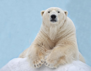 De ijsbeer ligt in de sneeuw.