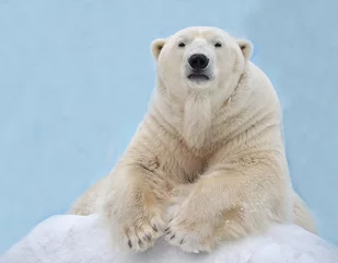 Deurstickers Ijsbeer De ijsbeer ligt in de sneeuw.