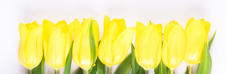 a row of yellow spring flowers on a light background