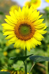 Close up, A beautiful sunflower on blur background